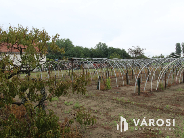 Napfényes mezőgazdasági terület 3000m2-en, Szatymazon eladó