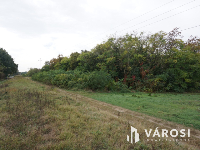 Szigetszentmártonban 11.000 nm-es erdő!