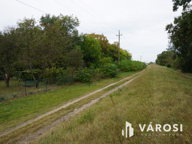 Szigetszentmártonban 11.000 nm-es erdő!