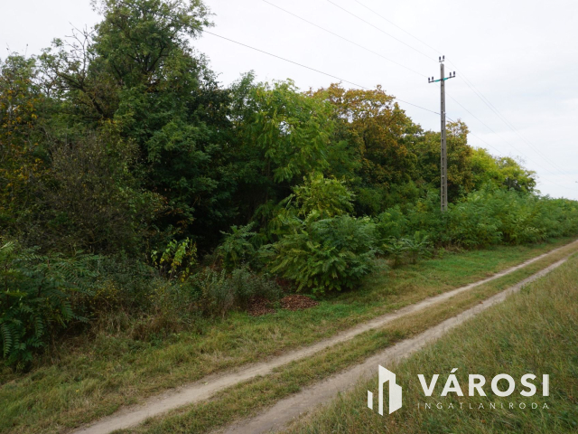 Szigetszentmártonban 11.000 nm-es erdő!