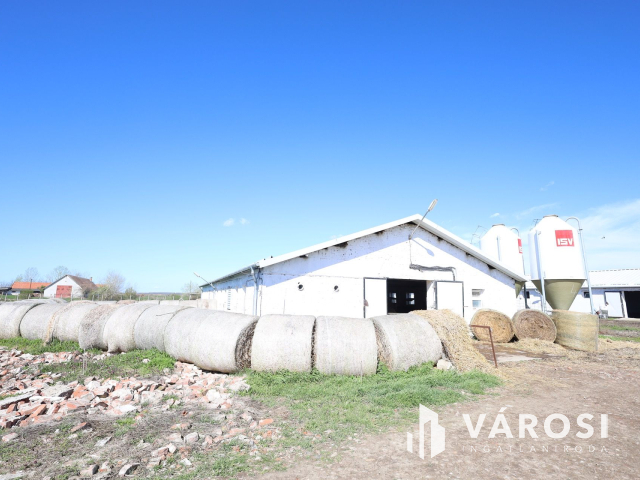 Eladó sertéstelep Szeghalom határában 11 ha területen
