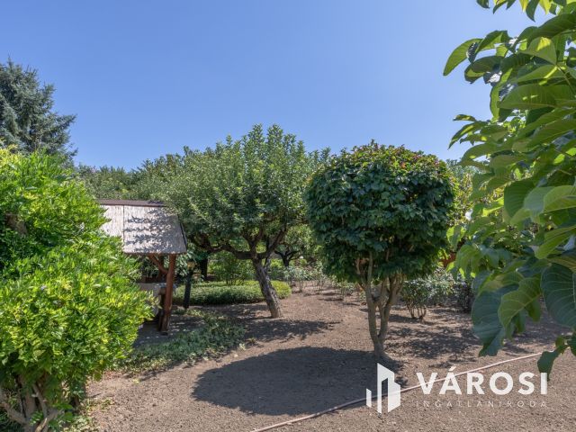 Újszegedi telek kulipintyóval