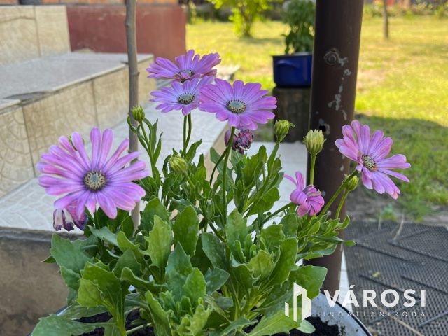 Debrecen-Apafán, Madárdalos Önellátó Kis Birtok Eladó!